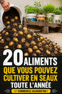 Pots colorés avec des légumes et herbes cultivés à l'intérieur